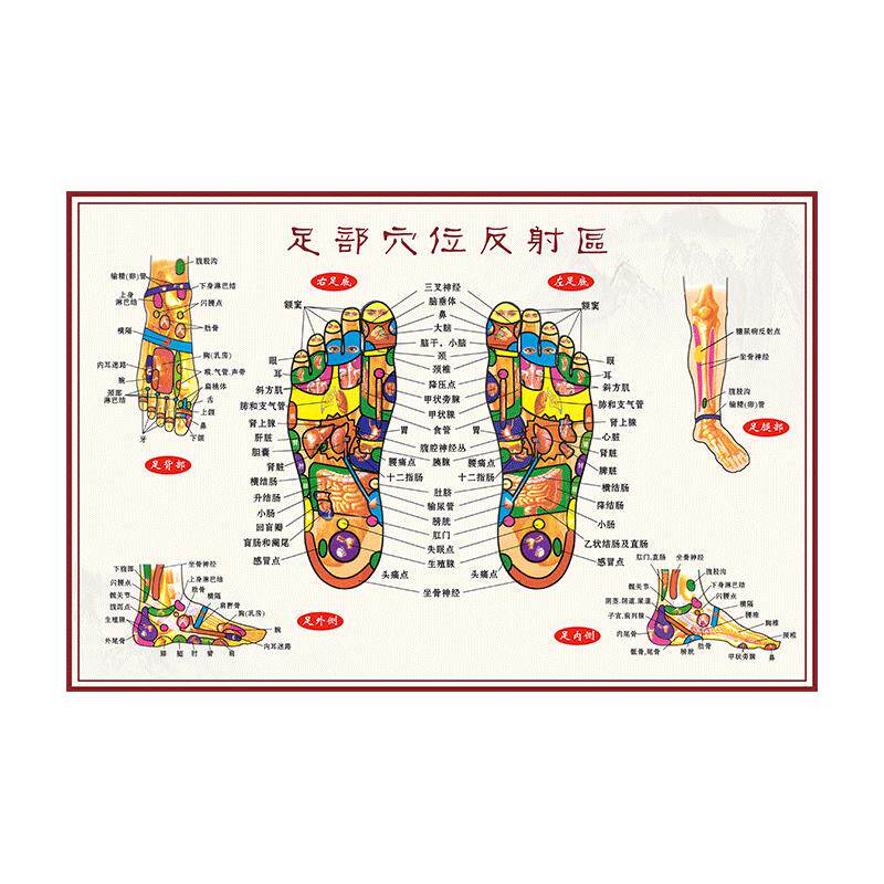 足底按摩穴位图足部反射区大挂图人体足部经络穴位图挂图宣传挂画