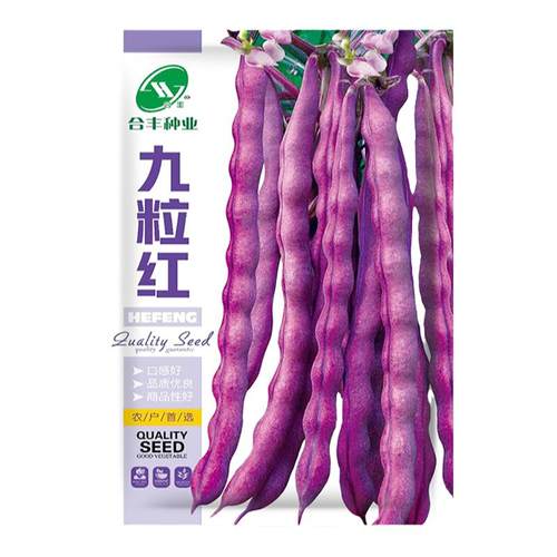 八月忙紫豆角种子紫豇豆种子架豆芸豆长豇豆早熟绿豆角四季豆种子