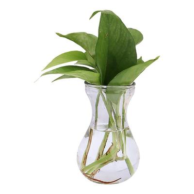 简约玻璃花瓶风信子透明花瓶办公室桌面水培绿萝器皿客厅装饰摆件
