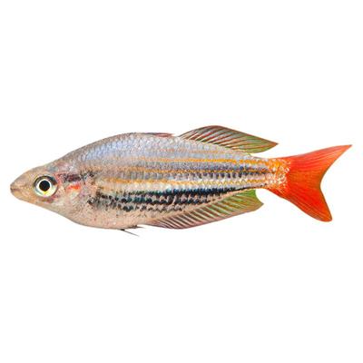 观赏热带红尾美人鱼虹银鱼