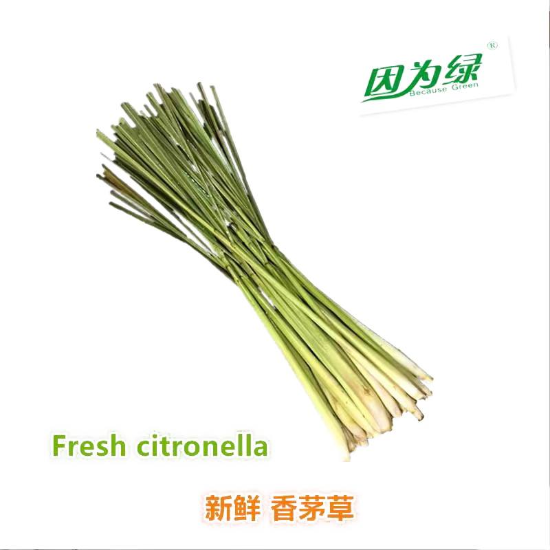 新鲜香茅草柠檬草因为绿
