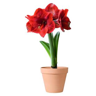 海蒂的花园旗舰店朱顶红种球红红火火进口开花球年宵花卉室内可种