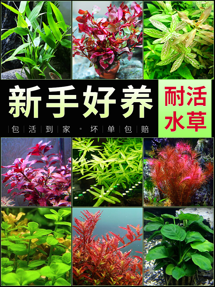 水草植物鱼缸造景新手阴性定植套餐蜈蚣草绿菊水榕沉木水培真水草