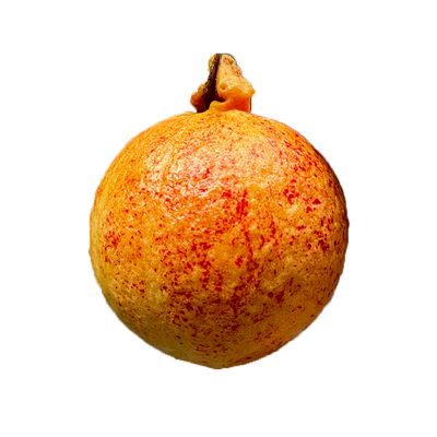 孕妈妈可食用低糖软糯红心芭乐