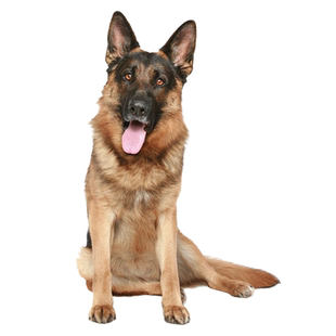 德牧犬狗品相鉴定师宠物品种鉴别挑选弓背平背东德西德品相鉴定