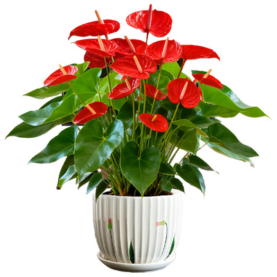 红掌白掌盆栽室内好养水培绿植