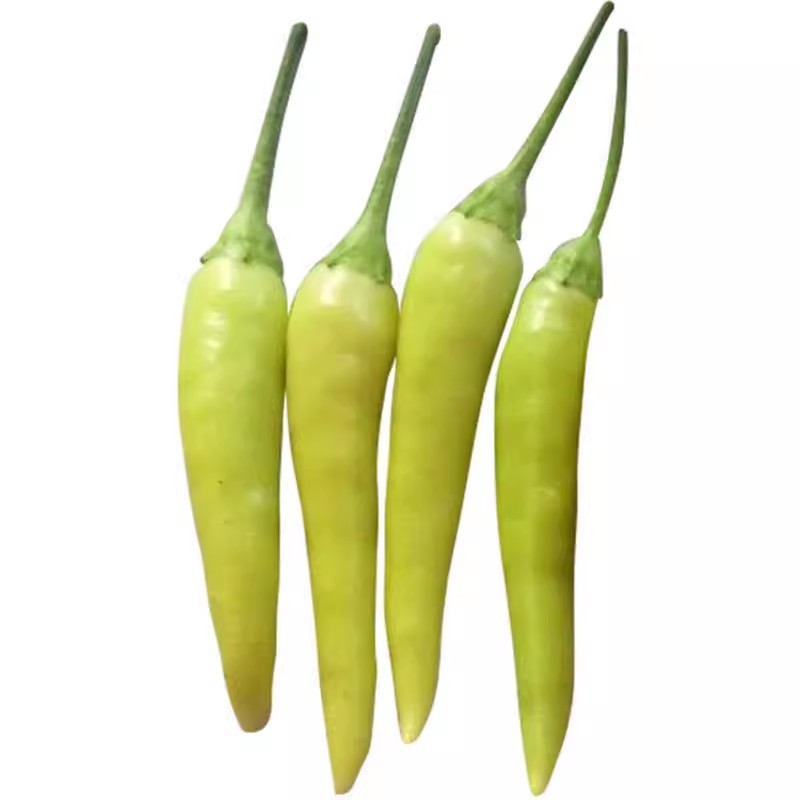 香辣朝天椒种玉脂小米辣辣椒种子农田菜园蔬菜高辣泡菜辣椒籽易种
