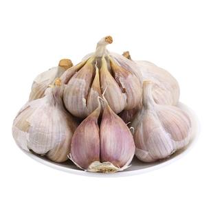 大蒜种子种籽蒜苔大蒜头蒜种蒜苗红皮蒜头紫皮抽农家土蒜种批发