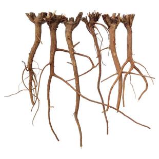 野生柴胡秦岭北柴胡中药材正品新货藏柴胡黑柴胡打粉无硫泡茶预防