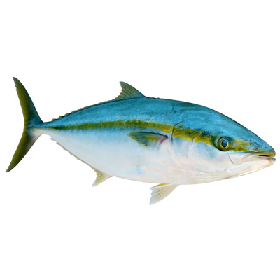 原装进口野生刺身级金枪鱼