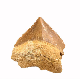 天然乌鸦鲨鱼牙齿角鳞鲨鱼化石古生物白垩纪科普认知标本收藏