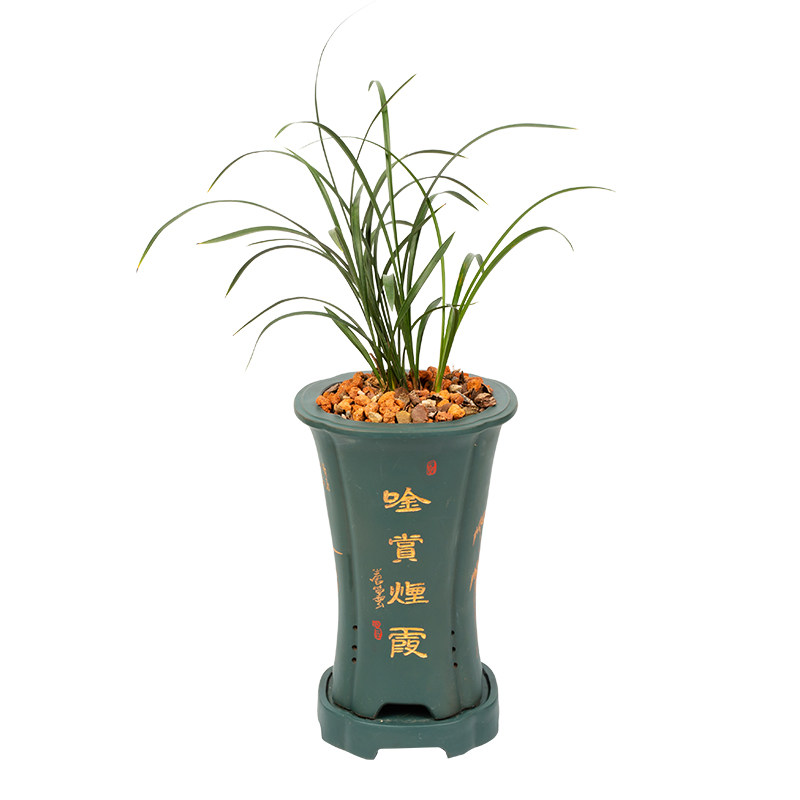 东方红矮种四季兰花苗