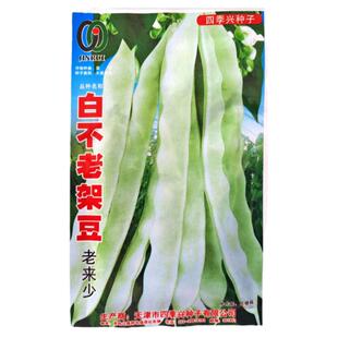 白不老架豆种子老来少四季豆种籽芸豆架豆角早熟无筋菜蔬菜种孑