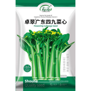 卓翠广东四九菜心种子种籽菜种孑柳叶本地秋冬季甜四季菜籽