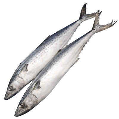 鲅鱼整条新鲜海捕顺丰包邮