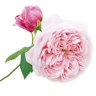 天狼月季 自由精神 多季开花粉色浓香大型藤本月季盆栽苗