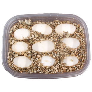 乌龟蛋可孵化受精蛋学生便宜送孵化器孵化盒草龟小乌龟蛋鳄乌龟蛋