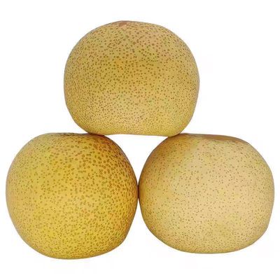 正宗砀山酥梨安徽梨子应当季新鲜水果香梨脆雪梨特产整箱包邮直发