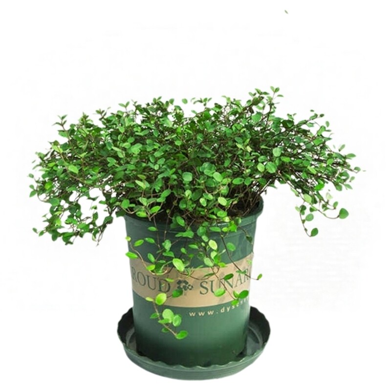 千叶吊兰盆栽悬挂观叶植物烘焙糕点装饰蛋糕点缀绿植水培千叶兰