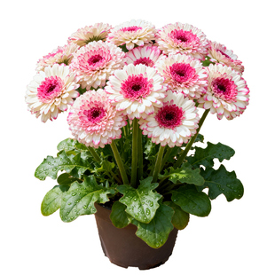 非洲菊盆栽好养活开花鲜花扶郎花室内外花镜植物阳台庭院多年生