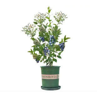 蓝莓树果苗盆栽带果南北方种植特大号L25蓝梅树庭院别墅地栽耐寒