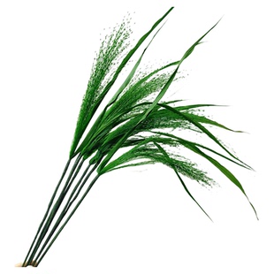 【喷泉草】永生喷泉草不凋花自然植物 拍照道具装饰DIY插花束