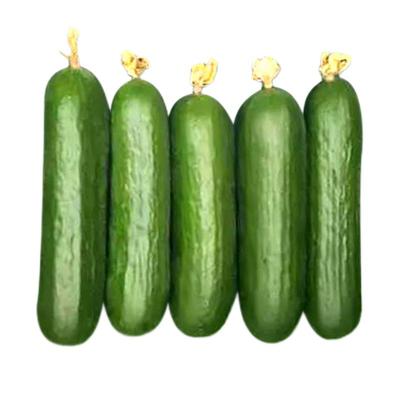 农科院黄瓜种子京研高产高芽率