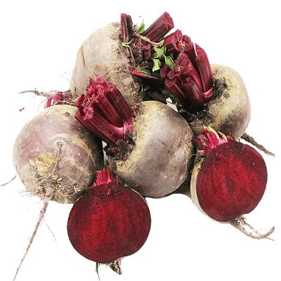 现挖甜菜根东北基地直发坏果包赔