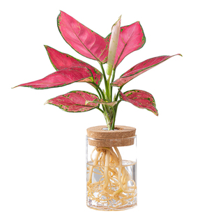 玻璃瓶水培植物春羽绿萝富贵竹办公室内桌面好养绿植花卉小盆栽