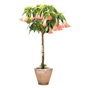 多年生四季开花木本曼陀罗花苗阳台盆栽庭院别墅民宿花园花境植物