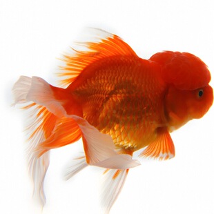 红狮金鱼国师鱼冷水鱼小金鱼活鱼淡水锦鲤观赏鱼好养耐活鱼不加温