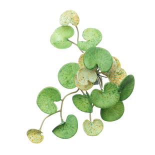 爬宠仿真植物造景装饰树蛙睫角守宫蜥蜴蛇饲养箱树叶绿植吸盘藤蔓