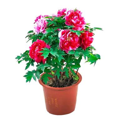 牡丹花树苗牡丹花苗正宗带盆
