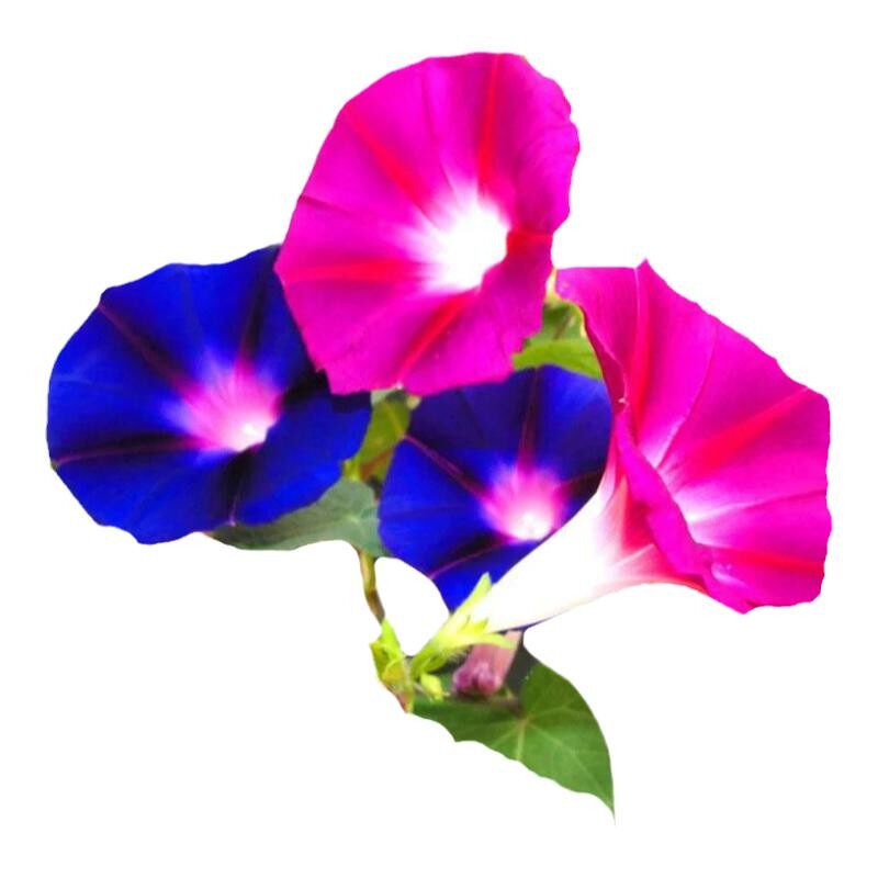 爬藤垂吊羽叶茑萝植物牵牛花种子