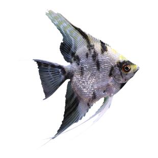 神仙鱼观赏鱼神仙鱼燕鱼热带鱼秘鲁神仙红头三色黑神仙小花仙