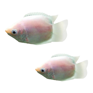 亲嘴鱼接吻鱼苗热带小型观赏鱼淡水好养耐活体鱼缸吻鲈鹦鹉鱼宠物