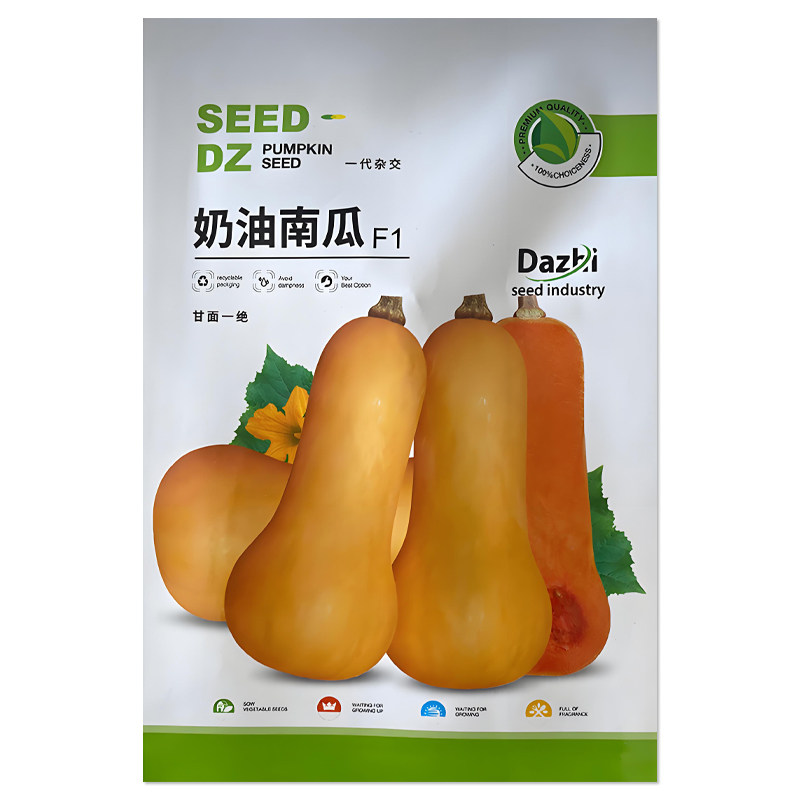 大志奶油南瓜种子早熟