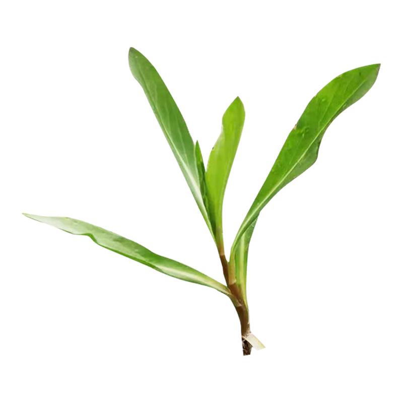 江苏当季新鲜马兰头野菜