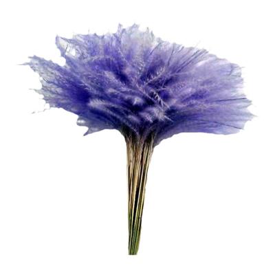 紫色蒲苇花束芦苇干花