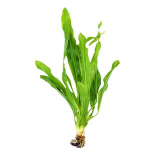 迷你九冠水草养鱼造景植物细叶铁大叶鱼缸新手懒人活体淡水榕阴性