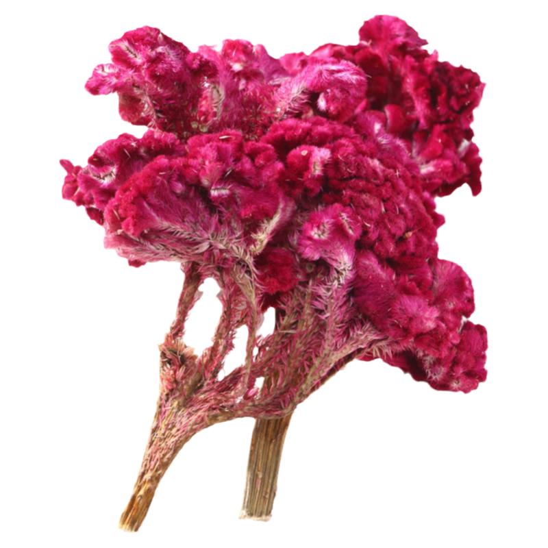 新鲜鸡冠花中药材药用中草药材大全干鸡冠头红大鸡公花泡水茶干货