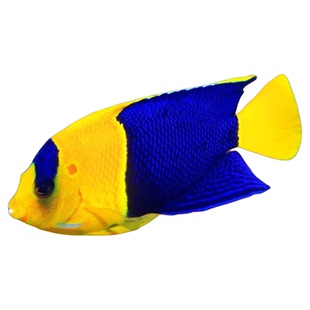 蓝圈蓝闪电石美人金毛巾黄尾仙皇后神仙黄新娘六间仙海水鱼观赏鱼