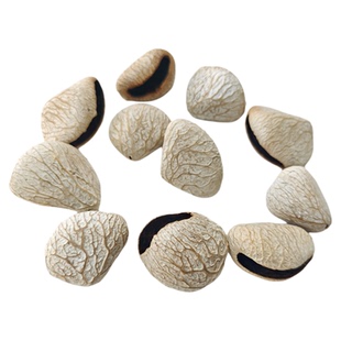 印尼黑果pingji植物果实壳手工果壳铃DIY挂件音疗治愈系散壳