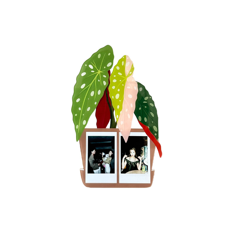 热植鳟鱼秋海棠拍立得相框照片框