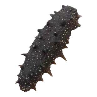 干货海参淡干大连老人小孩孕妇刺参海鲜干货小海参辽参野生免煮