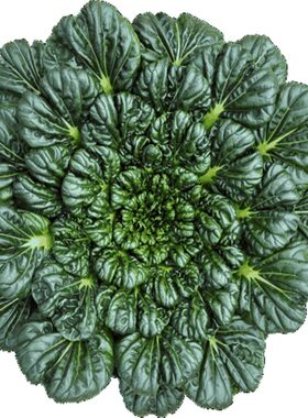 乌塌菜种籽种子菊花菜塔菜冬季四季蔬菜阳台庭院野菜种子青菜包邮