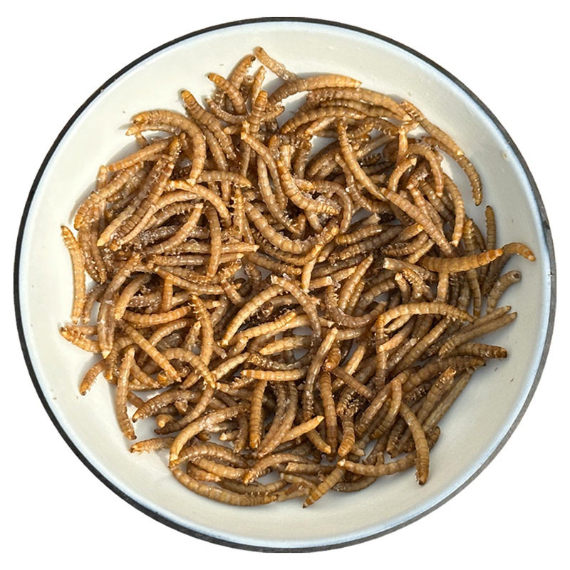 高蛋白质冷冻面包虫食用黄粉虫子