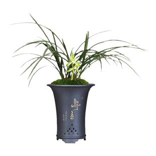 刘阁兰花苗 春兰老种 慈恩素 现带花苞出售阳台花卉好养盆栽绿植