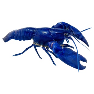 鳌虾观赏虾小龙虾苗好养耐活冷水虾淡水虾鱼缸虾火山原生天空蓝魔