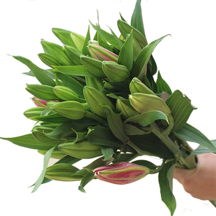 香水百合鲜花花束云南直发同城配送速递多头婚礼双头百合花黄天霸